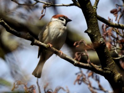 Eurasian tree sparrow photo