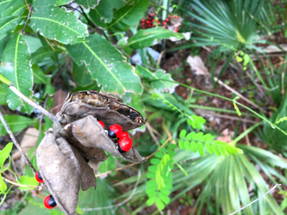 Rosary Pea Ricinus communis