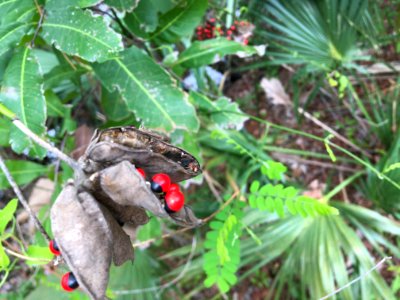 Rosary Pea Ricinus communis