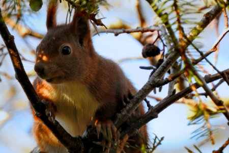 squirrel photo