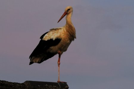 the stork on the rooftop