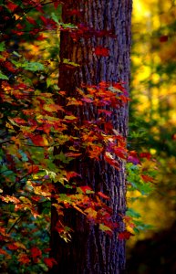 Fall Forest Images photo