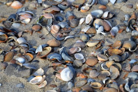 20170807 shells on the beach Burgh Haamstede photo