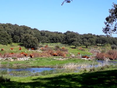 Paraje. El Real de la Jara (Sevilla). photo