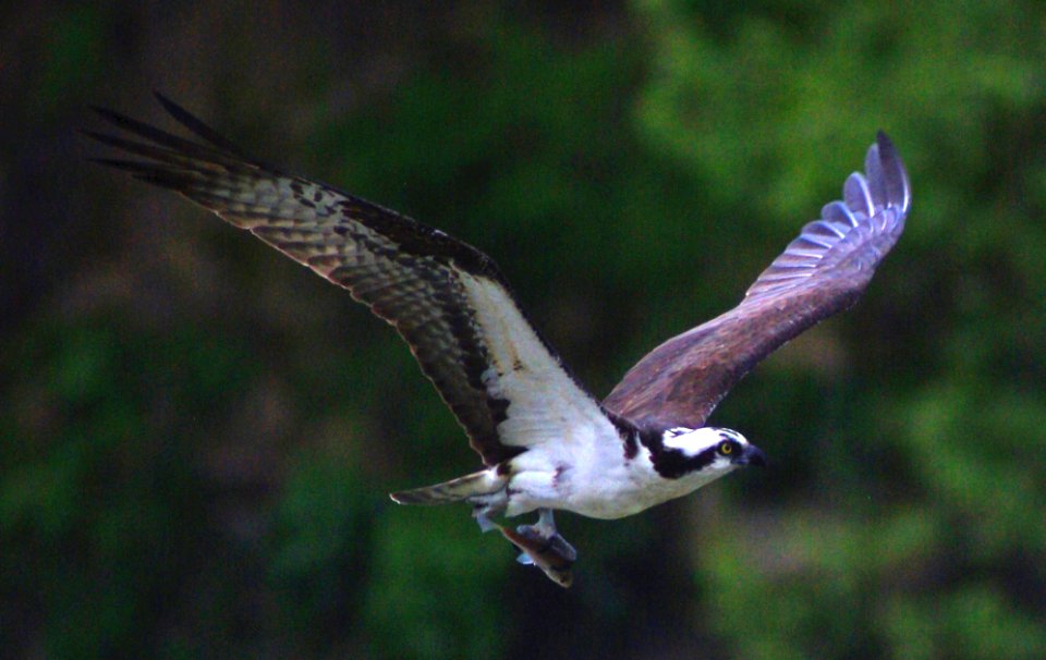 Osprey And Dinner