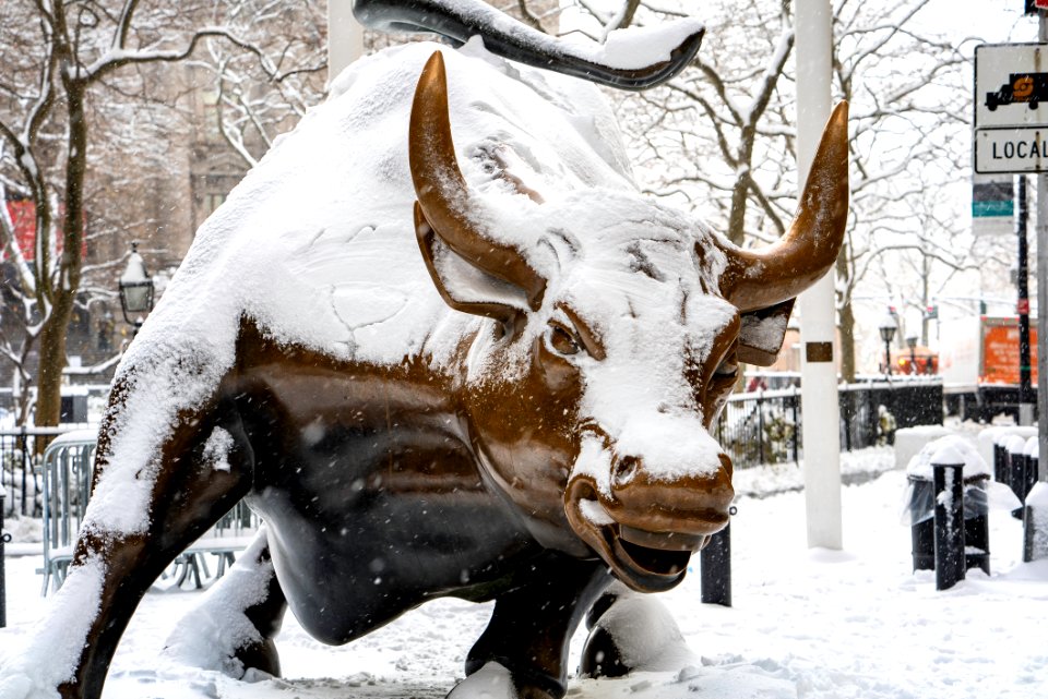 Charging Bull covered in snow.