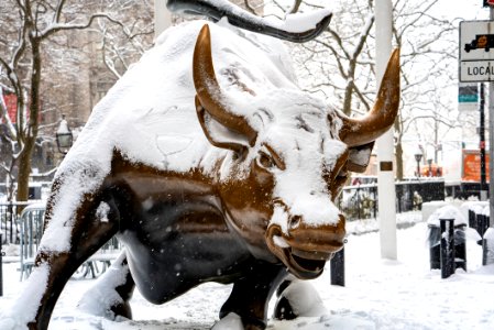Charging Bull covered in snow. photo