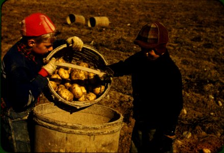 Fall Harvest: Children gathering potatoes on a large farm, vicinity of Caribou, Aroostook County, Maine. Schools do not open until the potatoes are harvested. October 1941.