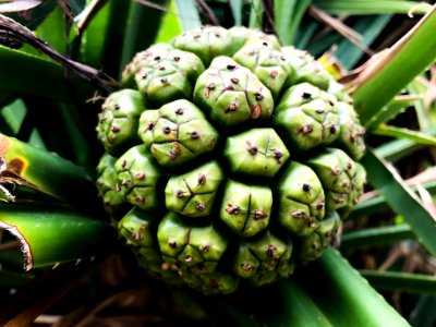 Pandanus odoratissimus in MIyako-jima IMG 4424