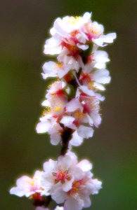 Earliest Spring Blooms