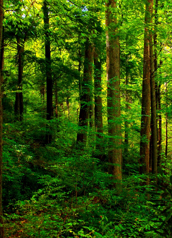 Lush Old Growth Forest