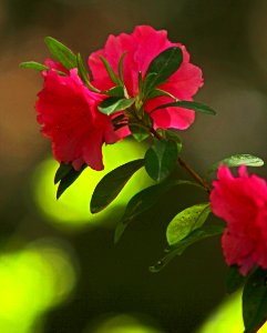 Telephoto Flowers