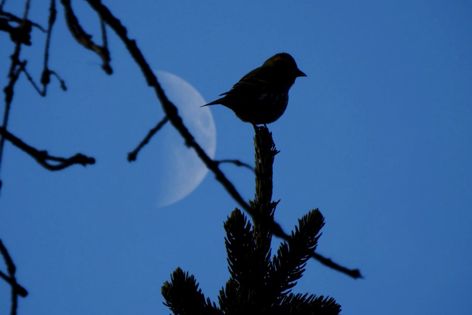 treetop observer