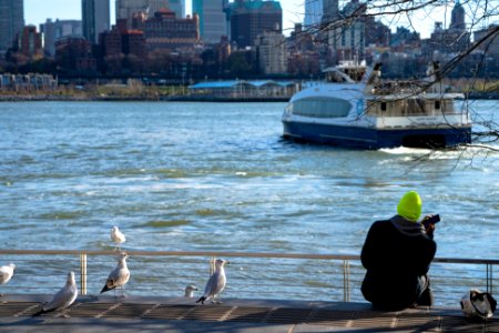 An audience of seagulls as a man tries to have a phone call at lunchtime in East River Park. photo