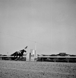 Winner: Pimlico racetrack, near Baltimore, Maryland. Count Fleet crossing finishing line to win Preakness Cup, May 1943.