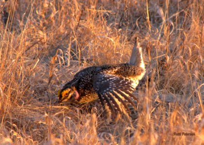 sharptail grouse displaying photo