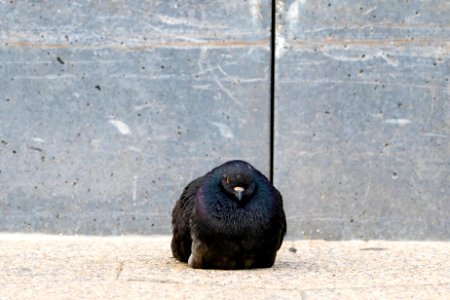 A lovely black pigeon hunkers down on the pavement in East River Park