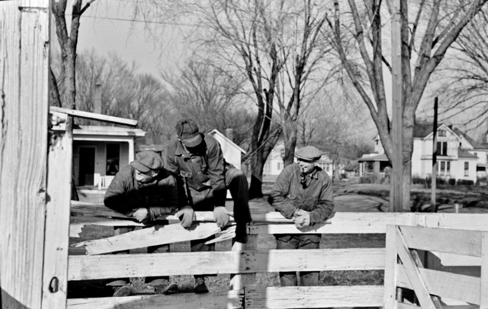 Wranglers: Stockyard attendants herding hogs into pens at stockyards, Aledo, Illinois, November 1936.