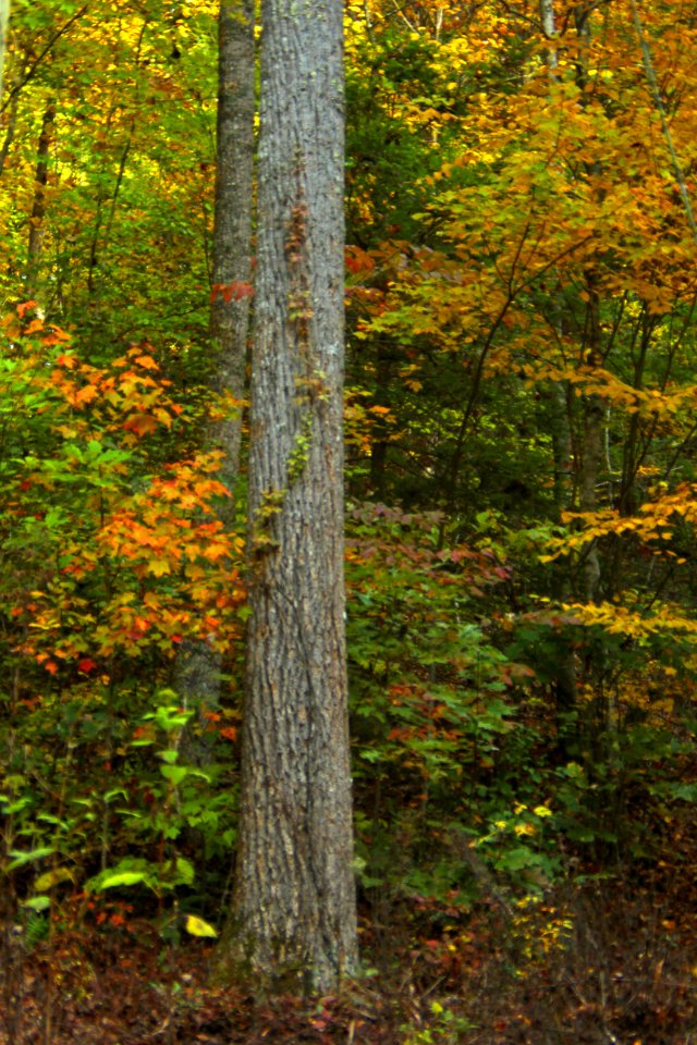 Fall Forest Scene
