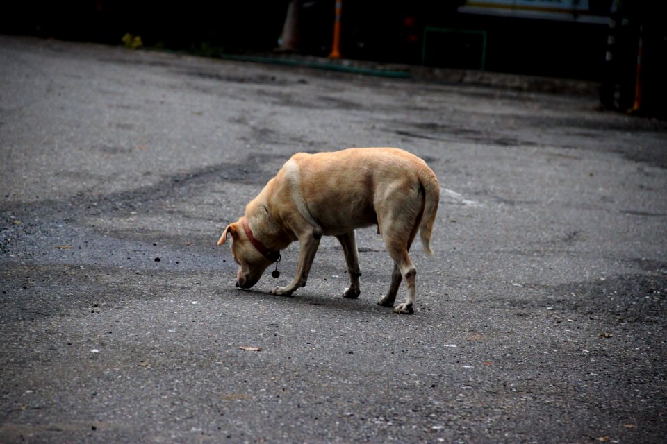 IMG 8709 (2)