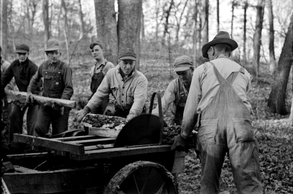 Farmers sawing wood for fuel in timber near Aledo, Illinois, November 1936.
