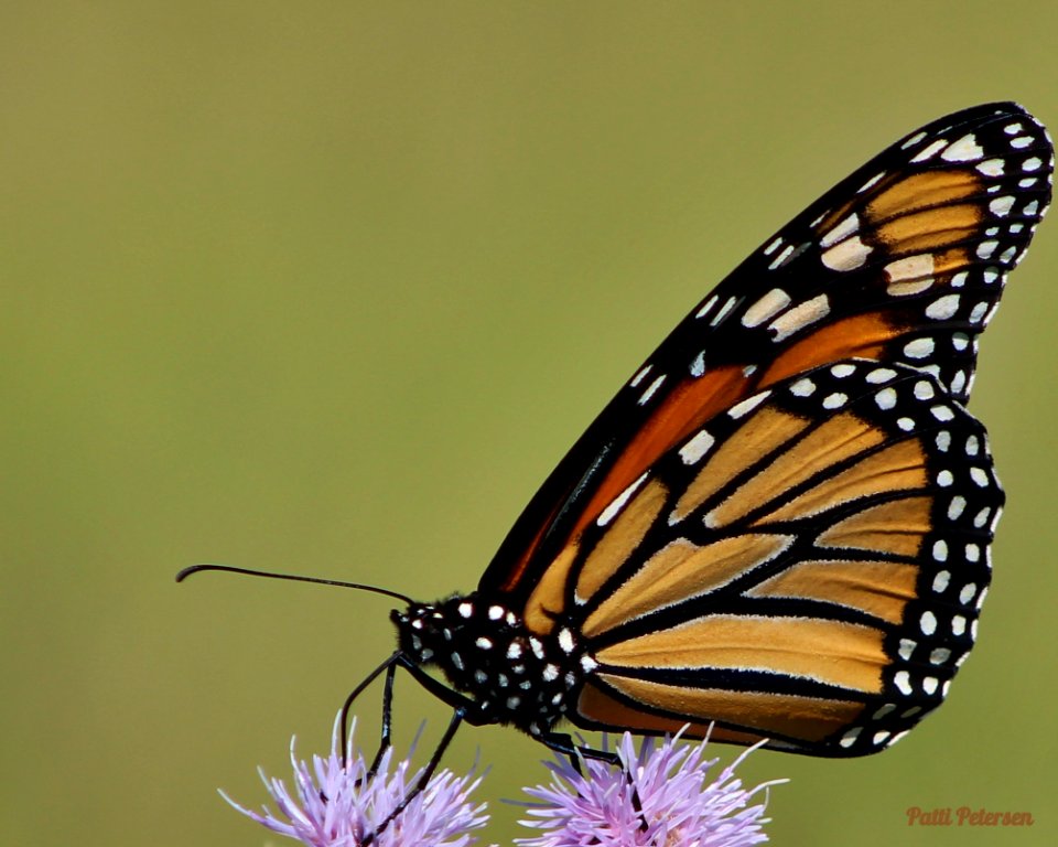 monarch thistle