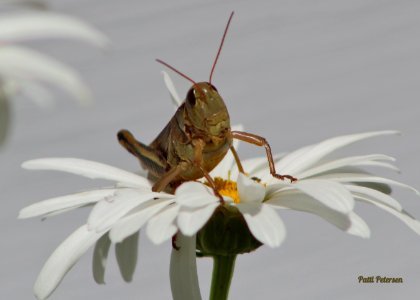 Whimsical grasshopper
