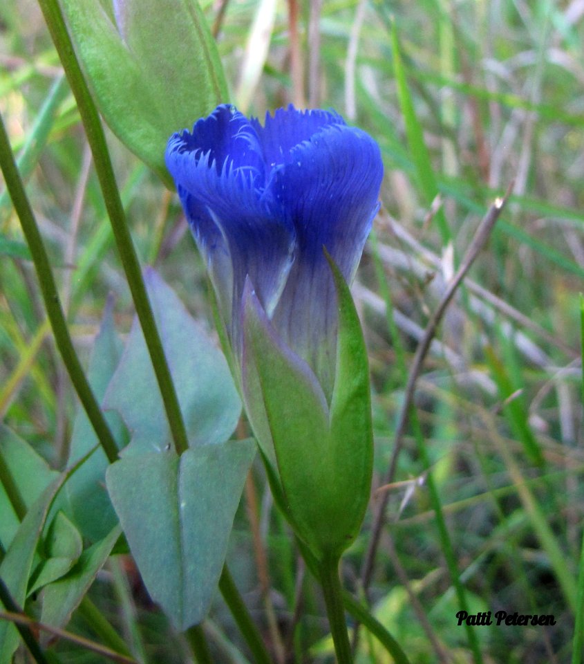 Fringed Gentian