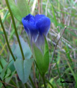 Fringed Gentian photo