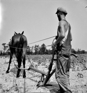 Ploughshares: A North Carolina tenant farmer who works on shares, July 1936. photo