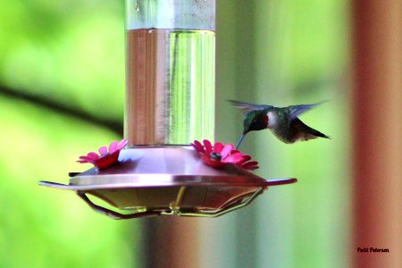 Hovering hummingbird