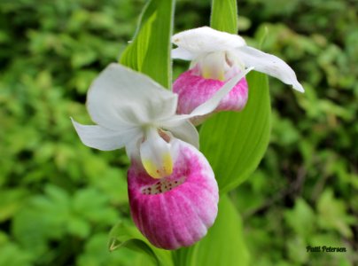 3 Showy Lady Slippers full bloom photo
