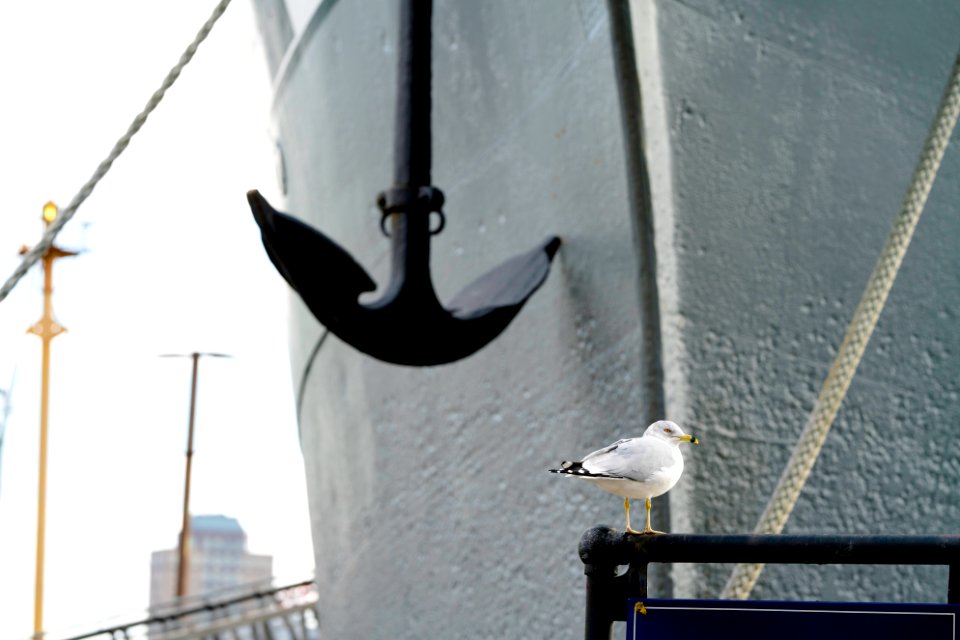 Seagull in front of The Wavertree