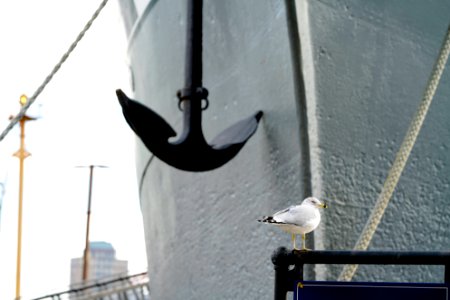 Seagull in front of The Wavertree photo