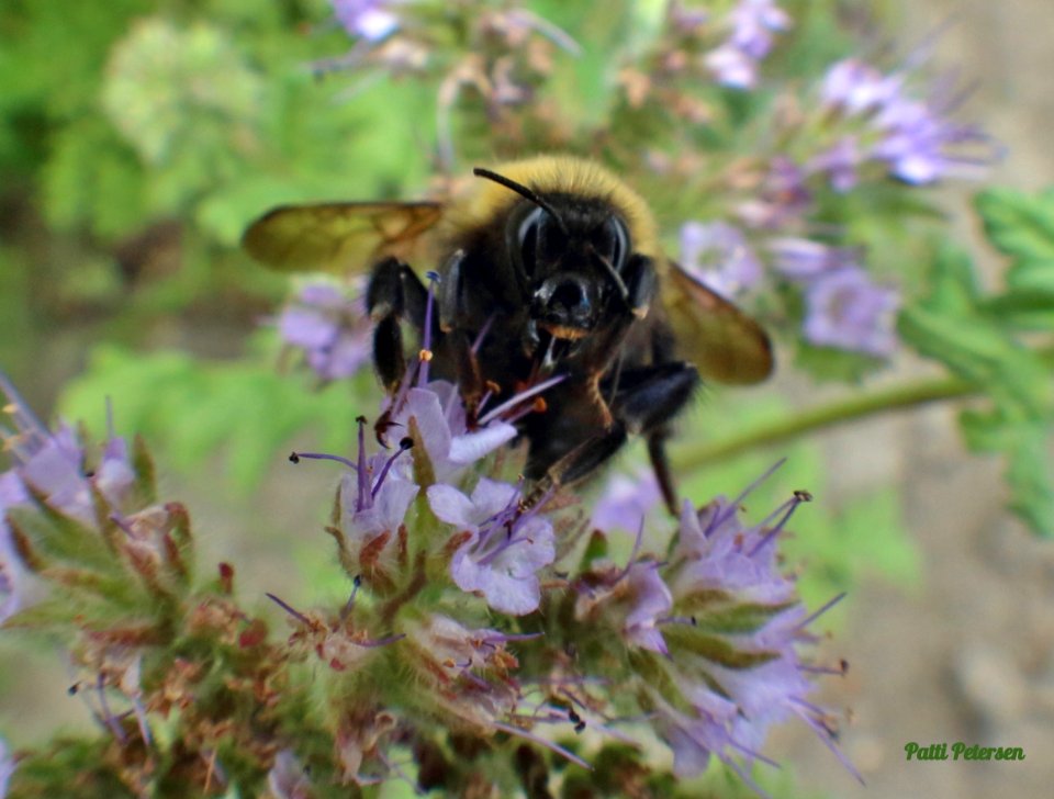 Face of a shy Bumblebee