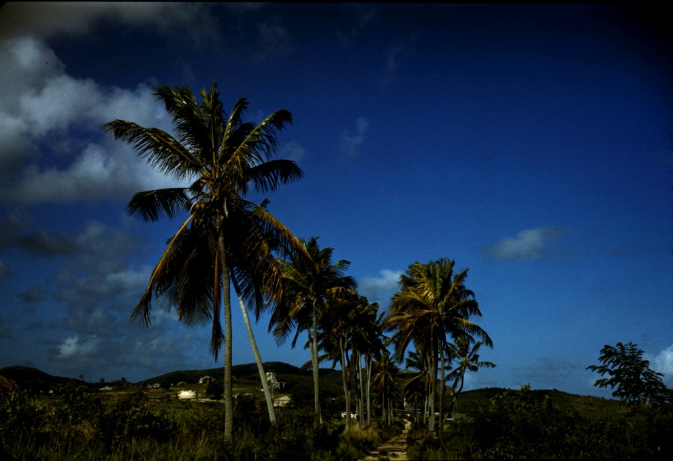 A farm road near one of the villages on the northern coast, Saint Croix island, Virgin Islands, 1941.