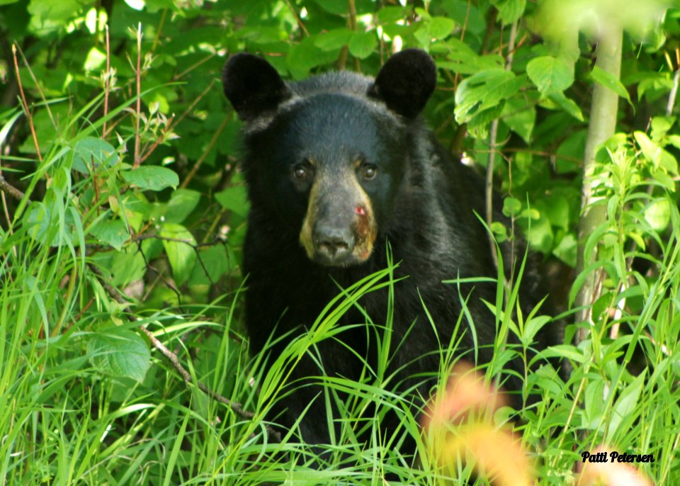 Black bear