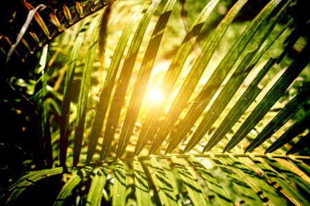 Creative tropical green leaves layout. Tropical palm background.