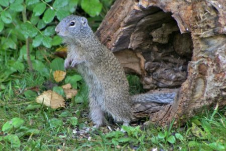 Franklin's ground squirrel photo