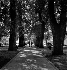 Summer Shade: City park in Chico, California. June 1942.