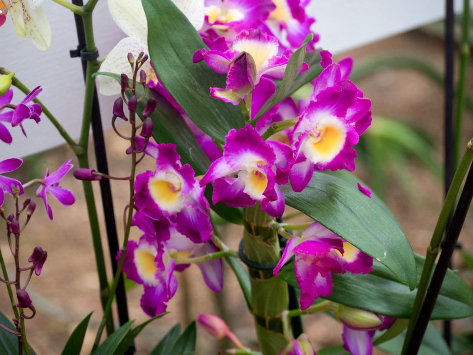 Kew Orchids March 2018 006