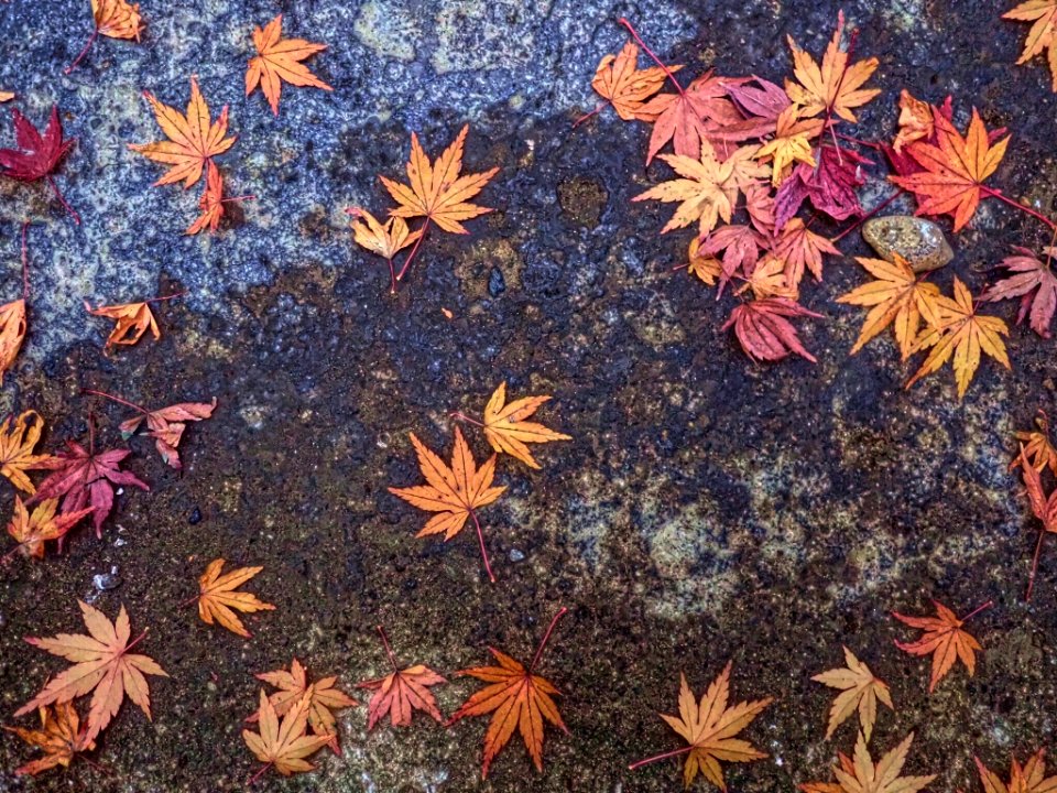 Mindfulness - Koishikawa Kourakuen IMG 3897