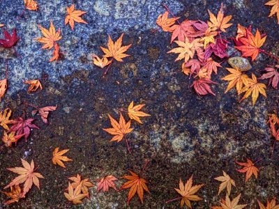 Mindfulness - Koishikawa Kourakuen IMG 3897