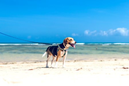 Beagle dog on the beach photo