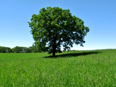 The Bee Tree