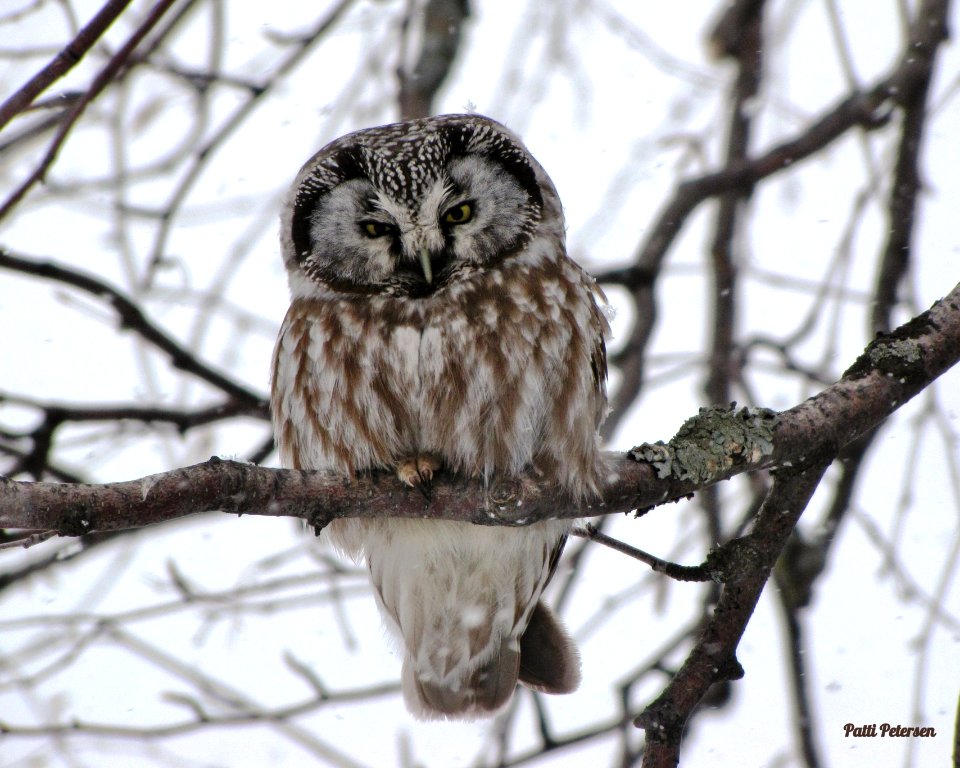 Boreal Owl