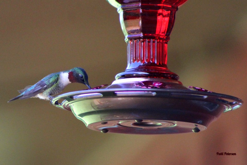 Sipping nectar