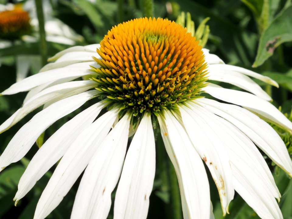 Kew Gardens 7 July 2018 026