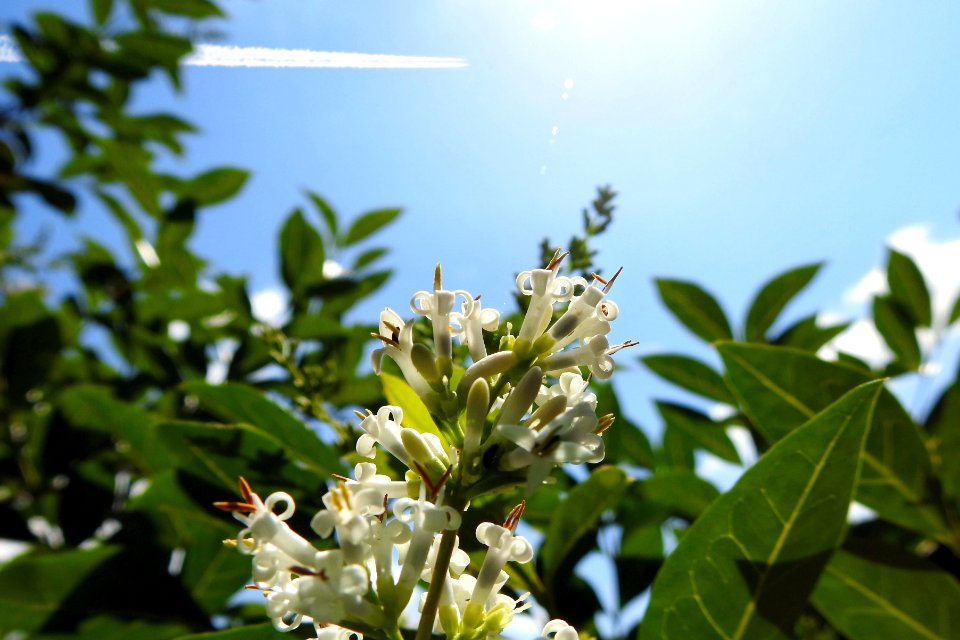 springtime memories