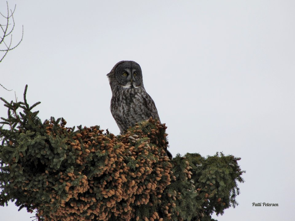 Great Gray Owl